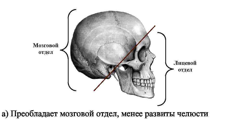 Функции мозгового и лицевого отделов черепа. Мозговой и лицевой отделы черепа. У человека лицевой отдел черепа преобладает над мозговым. Мозговой отдел преобладает над лицевым. Преобладание лицевого отдела черепа над мозговым.