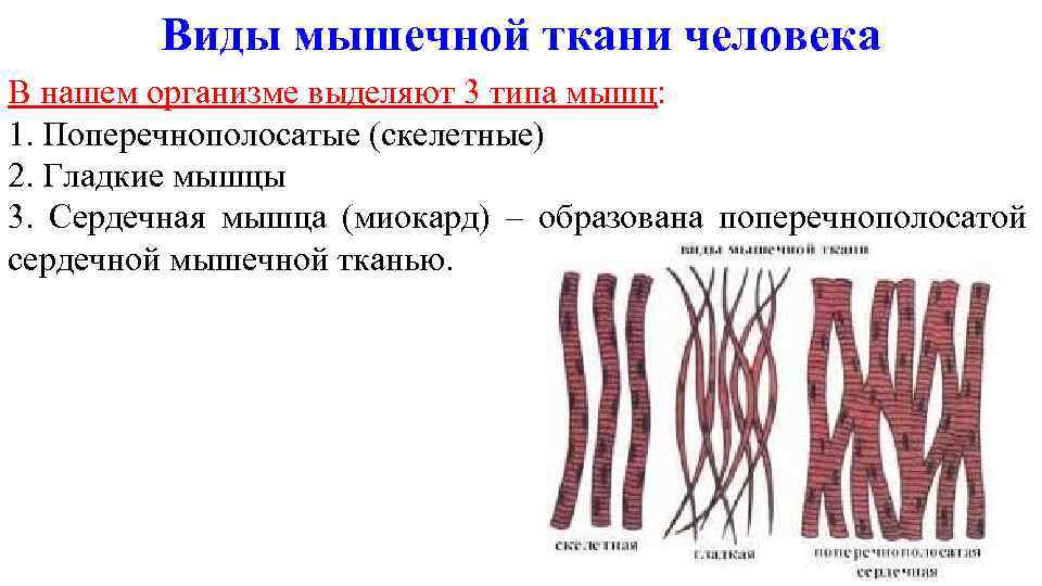 Какими цифрами обозначены изображения мышечной ткани