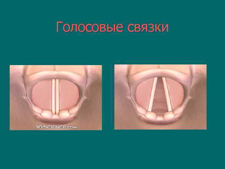 Голосовые связки 
