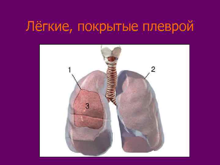 Лёгкие, покрытые плеврой 