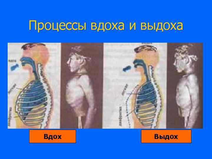 Процессы вдоха и выдоха  Вдох  Выдох 