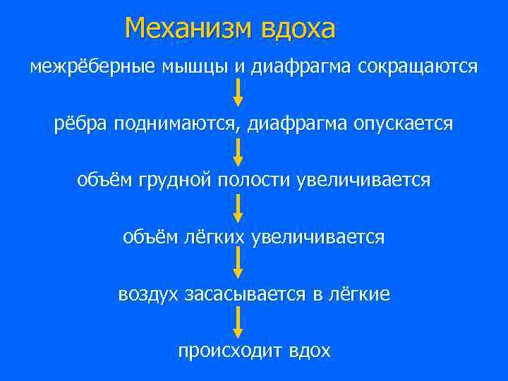 Поступление воздуха в легкие сокращение межреберных. Последовательность процессов при вдохе. Последовательность процессов дыхания. Механизм вдоха межреберные мышцы. Механизм вдоха и выдоха таблица.