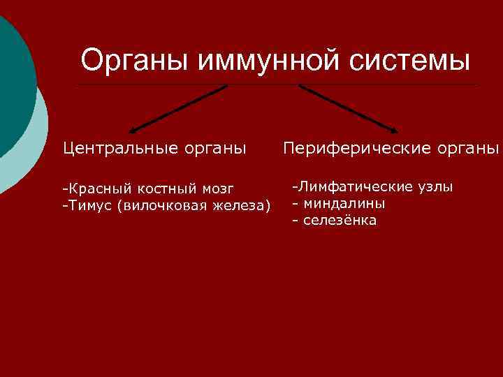  Органы иммунной системы Центральные органы  Периферические органы -Красный костный мозг  -Лимфатические