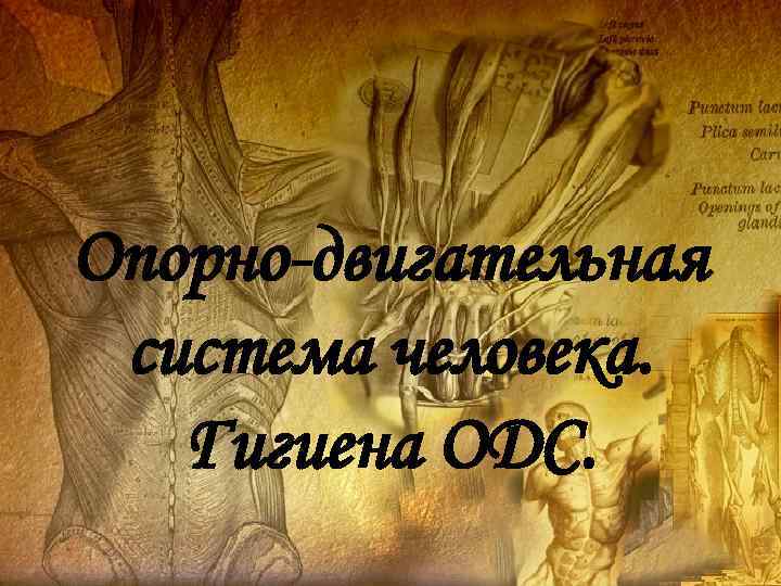 Опорно-двигательная система человека. Гигиена ОДС. 