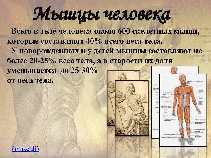   Мышцы человека  Всего в теле человека около 600 скелетных мышц, 