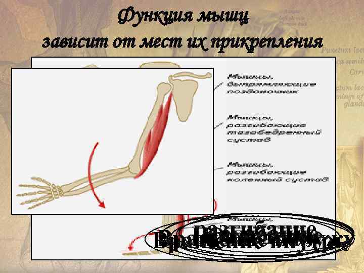    Функция мышц зависит от мест их прикрепления    разгибание