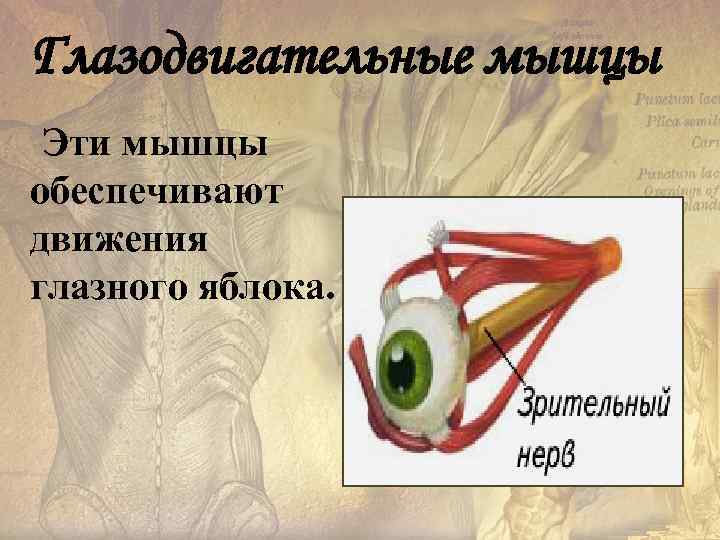 Глазодвигательные мышцы Эти мышцы обеспечивают движения глазного яблока.  
