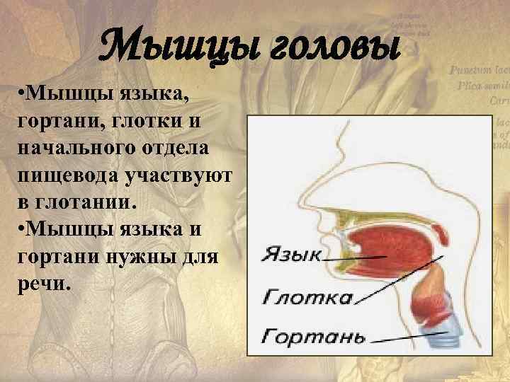  Мышцы головы • Мышцы языка,  гортани, глотки и начального отдела пищевода участвуют