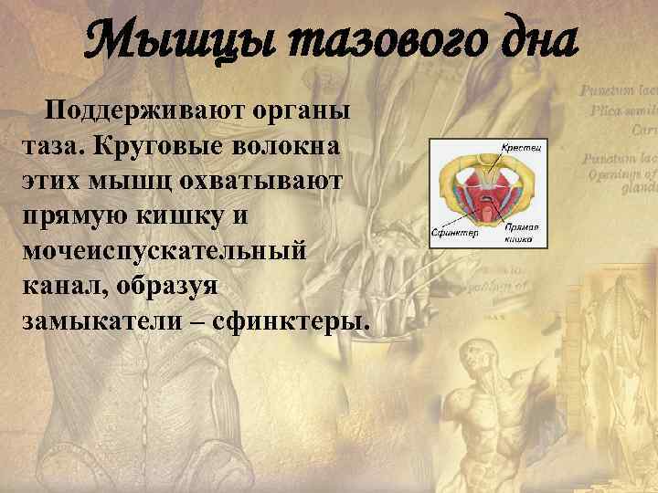   Мышцы тазового дна  Поддерживают органы таза. Круговые волокна этих мышц охватывают