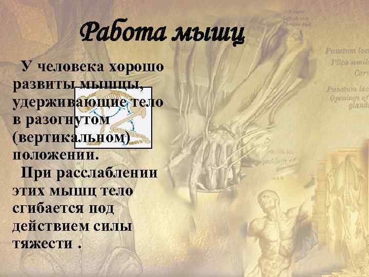   Работа мышц  У человека хорошо развиты мышцы,  удерживающие тело в