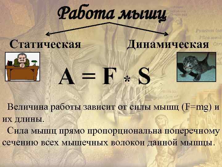   Работа мышц Статическая   Динамическая   A = F *