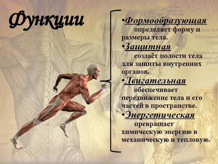 Функции  • Формообразующая   определяет форму и  размеры тела.  