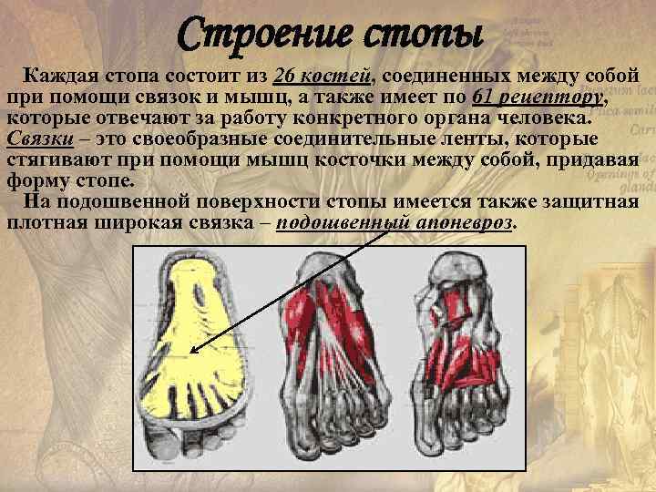     Строение стопы  Каждая стопа состоит из 26 костей, соединенных