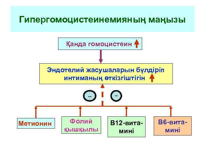 Гипергомоцистеинемияның маңызы   Қанда гомоцистеин   Эндотелий жасушаларын бүлдіріп  интиманың өткізгіштігін