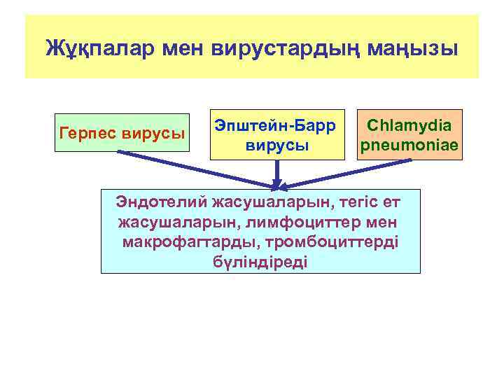 Жұқпалар мен вирустардың маңызы  Герпес вирусы  Эпштейн-Барр  Chlamydia   