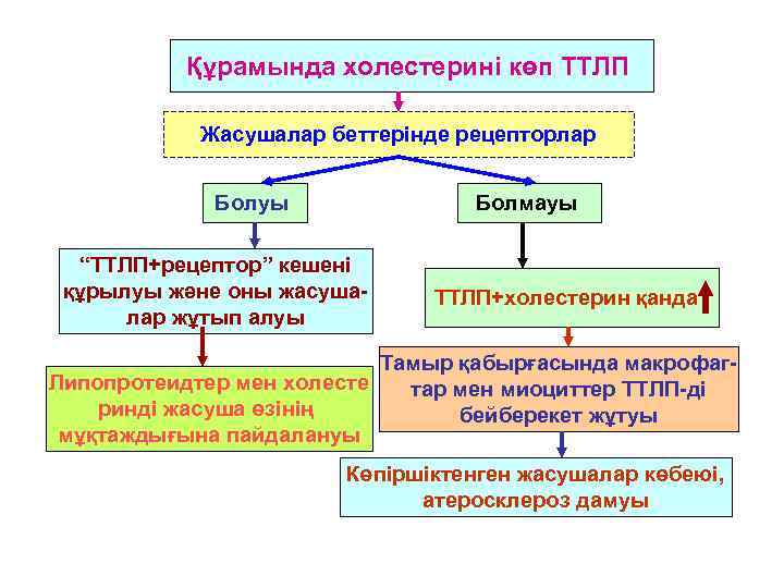    Құрамында холестерині көп ТТЛП   Жасушалар беттерінде рецепторлар  