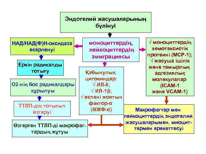     Эндотелий жасушаларының     бүлінуі  НАД/НАД(Ф)Н-оксидаза 