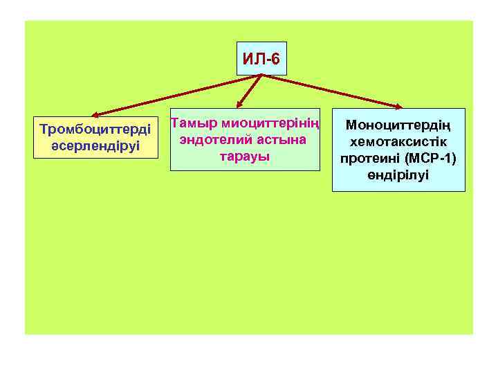      ИЛ-6  Тромбоциттерді  Тамыр миоциттерінің  Моноциттердің әсерлендіруі