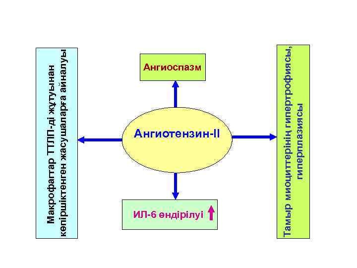  Макрофагтар ТТЛП-ді жұтуынан көпіршіктенген жасушаларға айналуы  Ангиоспазм  ИЛ-6 өндірілуі  