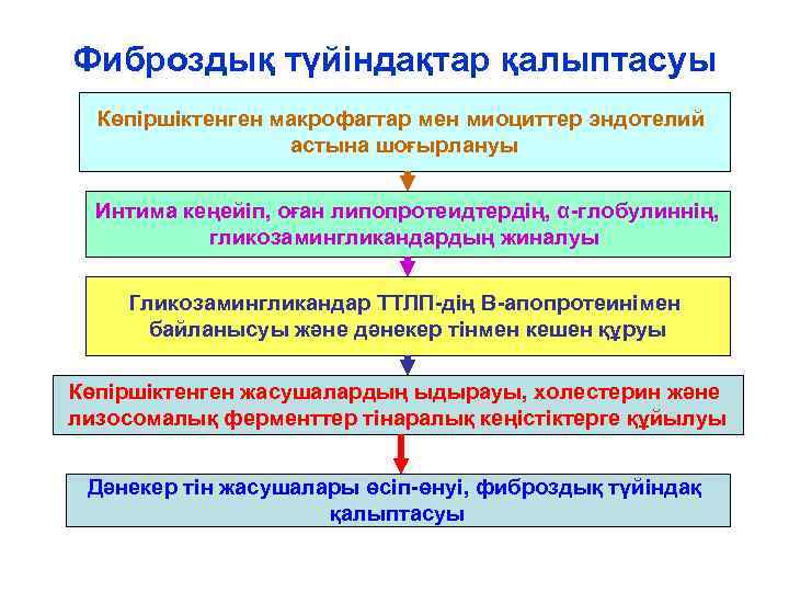 Фиброздық түйіндақтар қалыптасуы  Көпіршіктенген макрофагтар мен миоциттер эндотелий    астына шоғырлануы