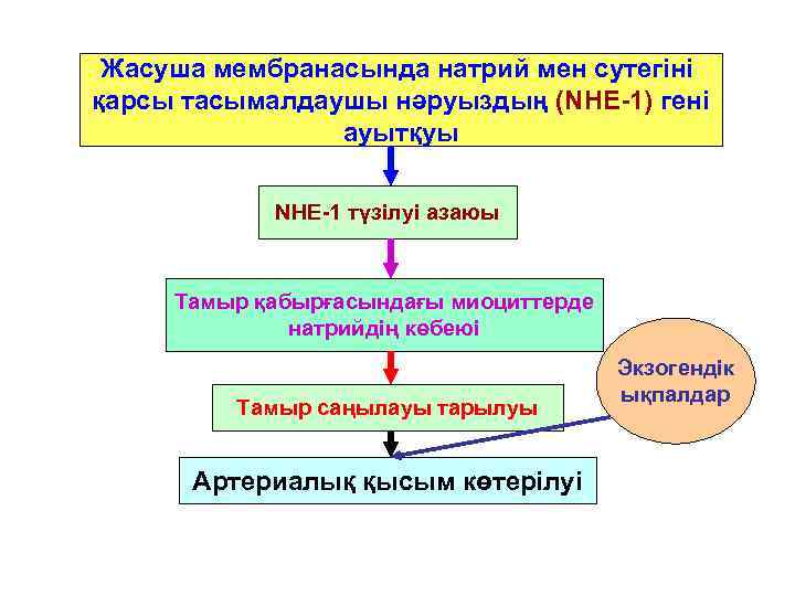  Жасуша мембранасында натрий мен сутегіні қарсы тасымалдаушы нәруыздың (NHE-1) гені   ауытқуы