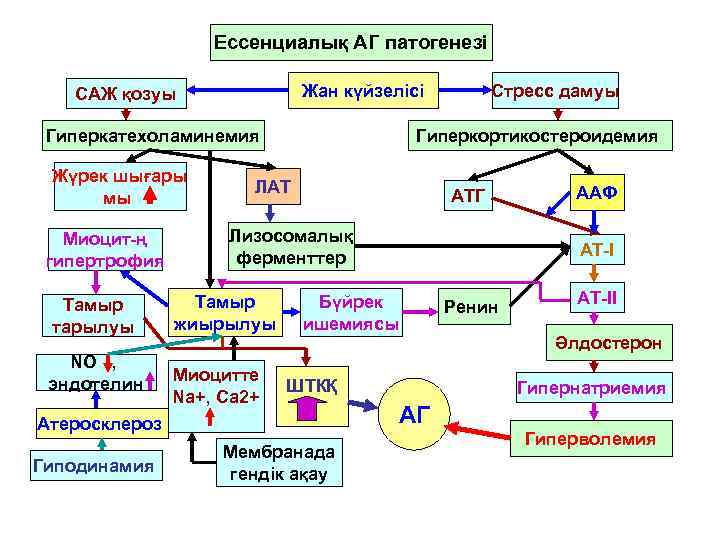     Ессенциалық АГ патогенезі САЖ қозуы   Жан күйзелісі 