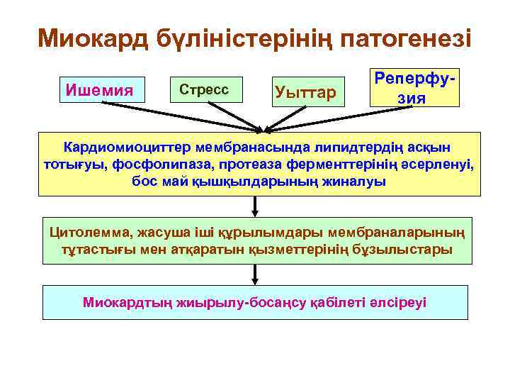 Миокард бүліністерінің патогенезі    Реперфу-  Ишемия   Стресс  Уыттар