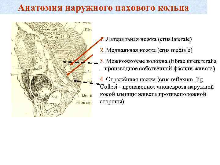 Анатомия наружного пахового кольца    1. Латеральная ножка (crus laterale)  