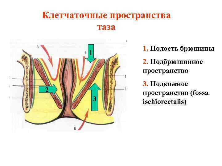 Клетчаточные пространства  таза     1. Полость брюшины   1
