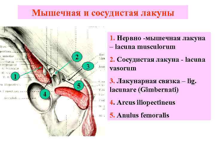   Мышечная и сосудистая лакуны     1. Нервно -мышечная лакуна