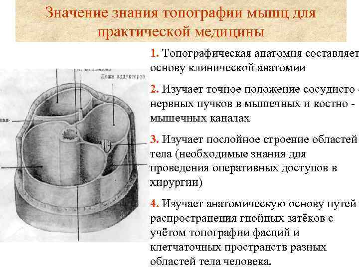 Значение знания топографии мышц для  практической медицины   1. Топографическая анатомия составляет