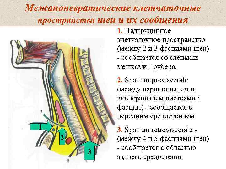 Межапоневратические клетчаточные  пространства шеи и их сообщения   1. Надгрудинное  