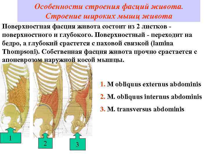    Особенности строения фасций живота.   Строение широких мышц живота Поверхностная