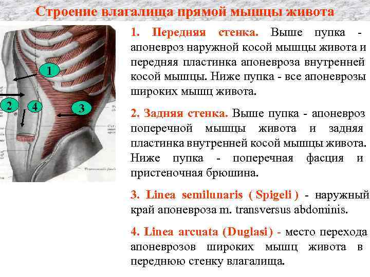   Строение влагалища прямой мышцы живота   1. Передняя стенка. Выше пупка