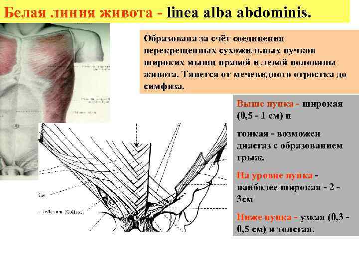 Белая линия живота - linea alba abdominis.     Образована за счёт