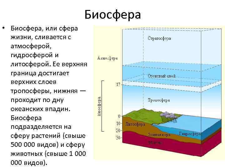 Биосфера • Биосфера, или сфера жизни, сливается с атмосферой, гидросферой и литосферой. Ее верхняя