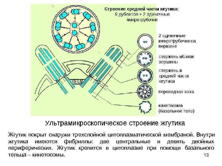 Жгутик покрыт снаружи трехслойной цитоплазматической мембраной. Внутри жгутика имеются фибриллы: две центральные и девять