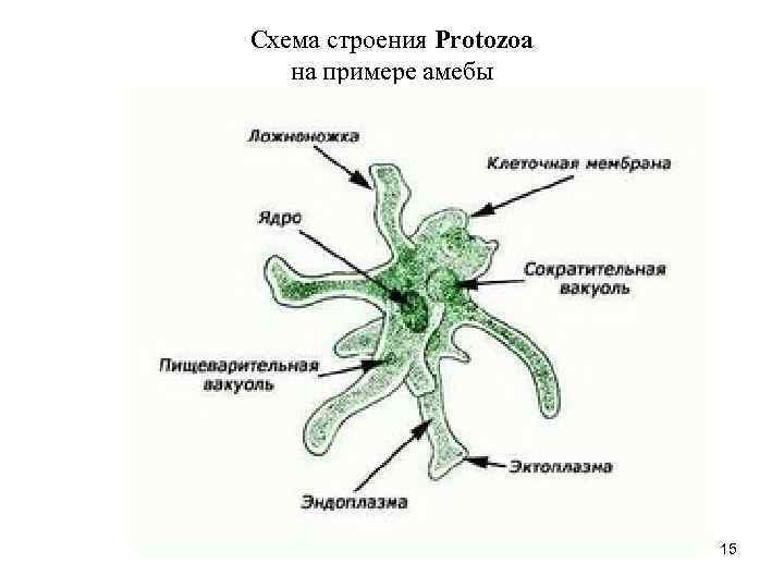 Схема строения Protozoa  на примере амебы      15 