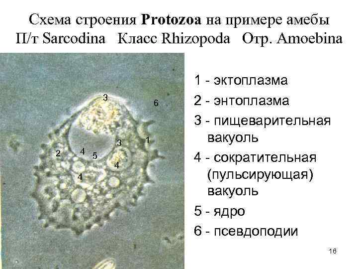  Схема строения Protozoa на примере амебы П/т Sarcodina Класс Rhizopoda Отр. Amoebina 