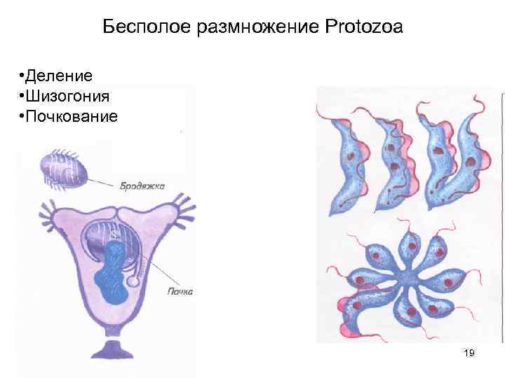    Бесполое размножение Protozoa  • Деление • Шизогония • Почкование 