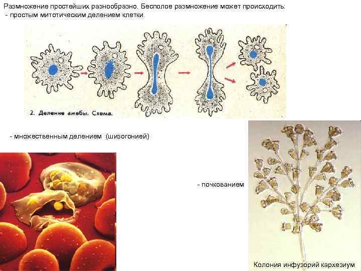 Размножение простейших разнообразно. Бесполое размножение может происходить: - простым митотическим делением клетки.  -