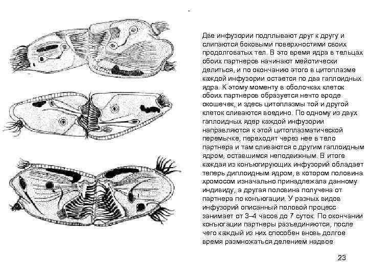 Две инфузории подплывают друг к другу и слипаются боковыми поверхностями своих продолговатых тел. В
