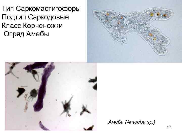 Тип Саркомастигофоры Подтип Саркодовые Класс Корненожки Отряд Амебы      Амеба