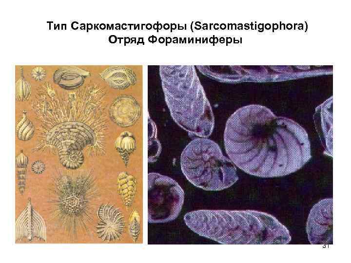 Тип Саркомастигофоры (Sarcomastigophora)   Отряд Фораминиферы    31 