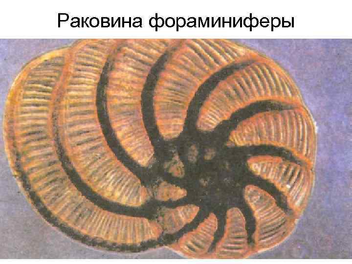 Раковина фораминиферы     32 