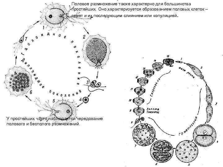       Половое размножение также характерно для большинства  