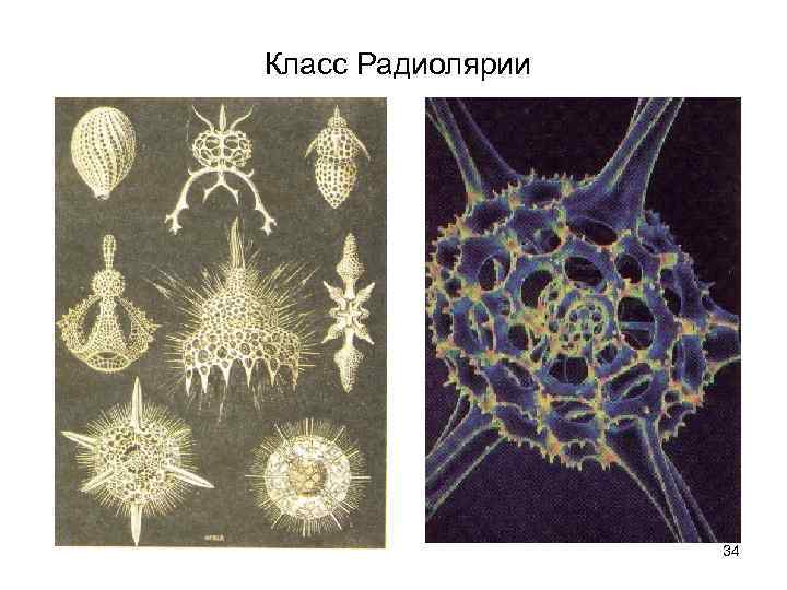 Класс Радиолярии    34 