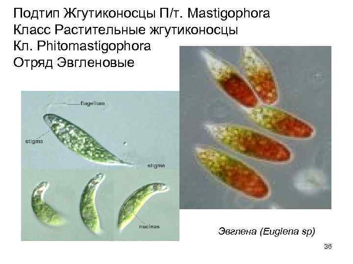 Подтип Жгутиконосцы П/т. Mastigophora Класс Растительные жгутиконосцы Кл. Phitomastigophora Отряд Эвгленовые   
