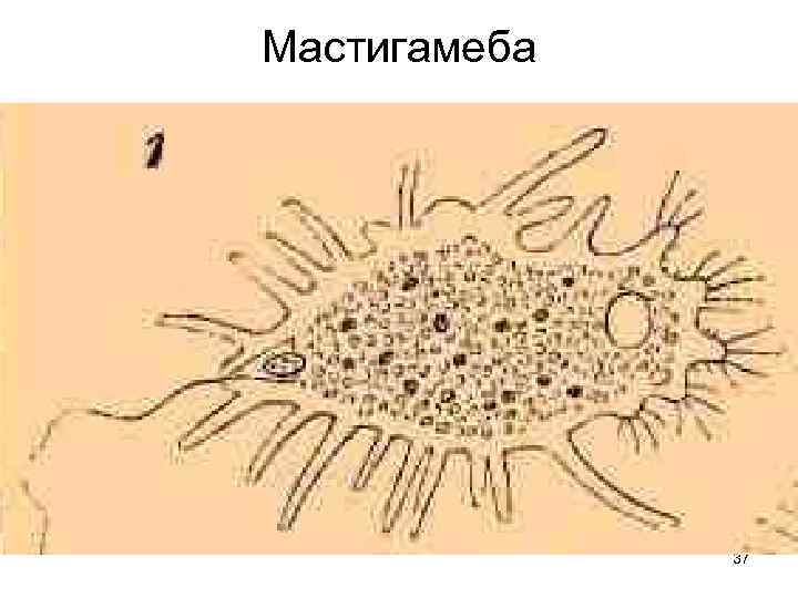 Мастигамеба    37 