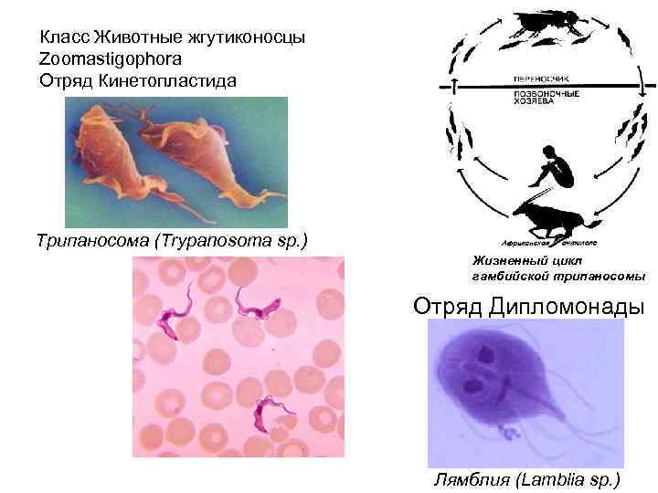 Класс Животные жгутиконосцы Zoomastigophora Отряд Кинетопластида Трипаносома (Trypanosoma sp. )    